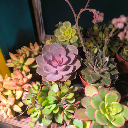 Cacti/Succulents Mix - Large