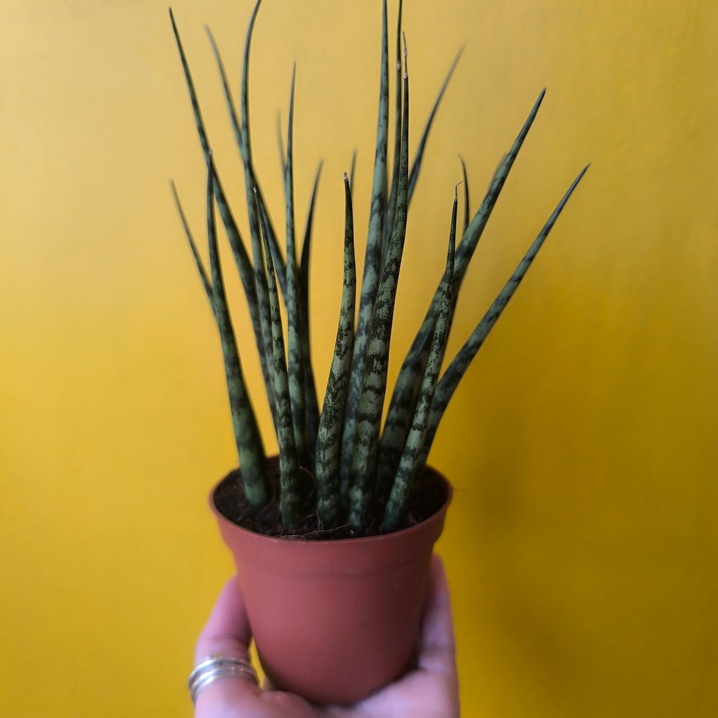 Snake Plant `cylindrica` mix (3) - Small