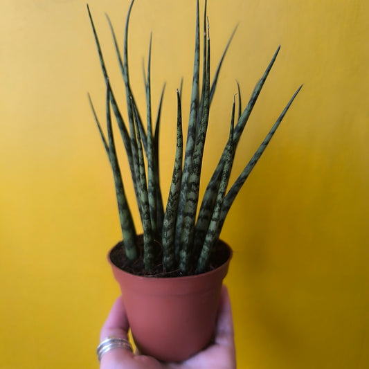 Snake Plant `cylindrica` mix (3) - Small