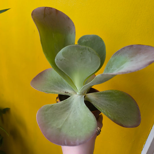 Kalanchoe Paddle Plant 'Red Lips' - medium
