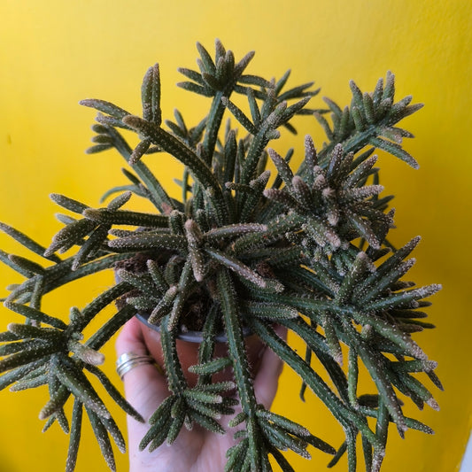 Mistletoe Cactus Mix - Medium