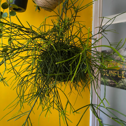 Mistletoe Cactus `Oasis` - Medium
