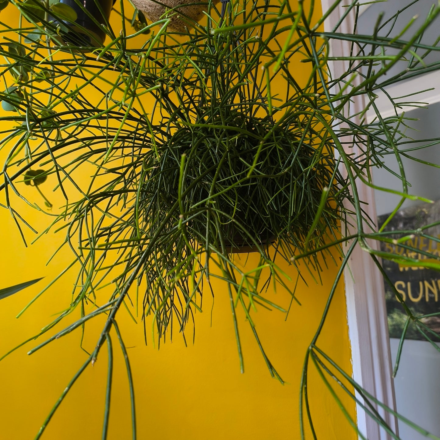 Mistletoe Cactus `Oasis` - Medium