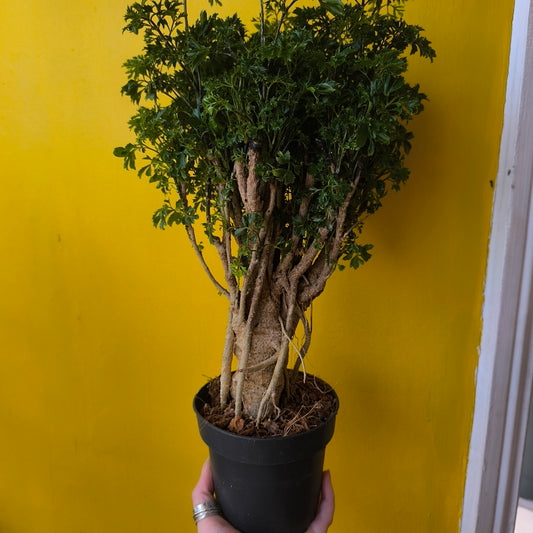 Aralia Tree - Medium