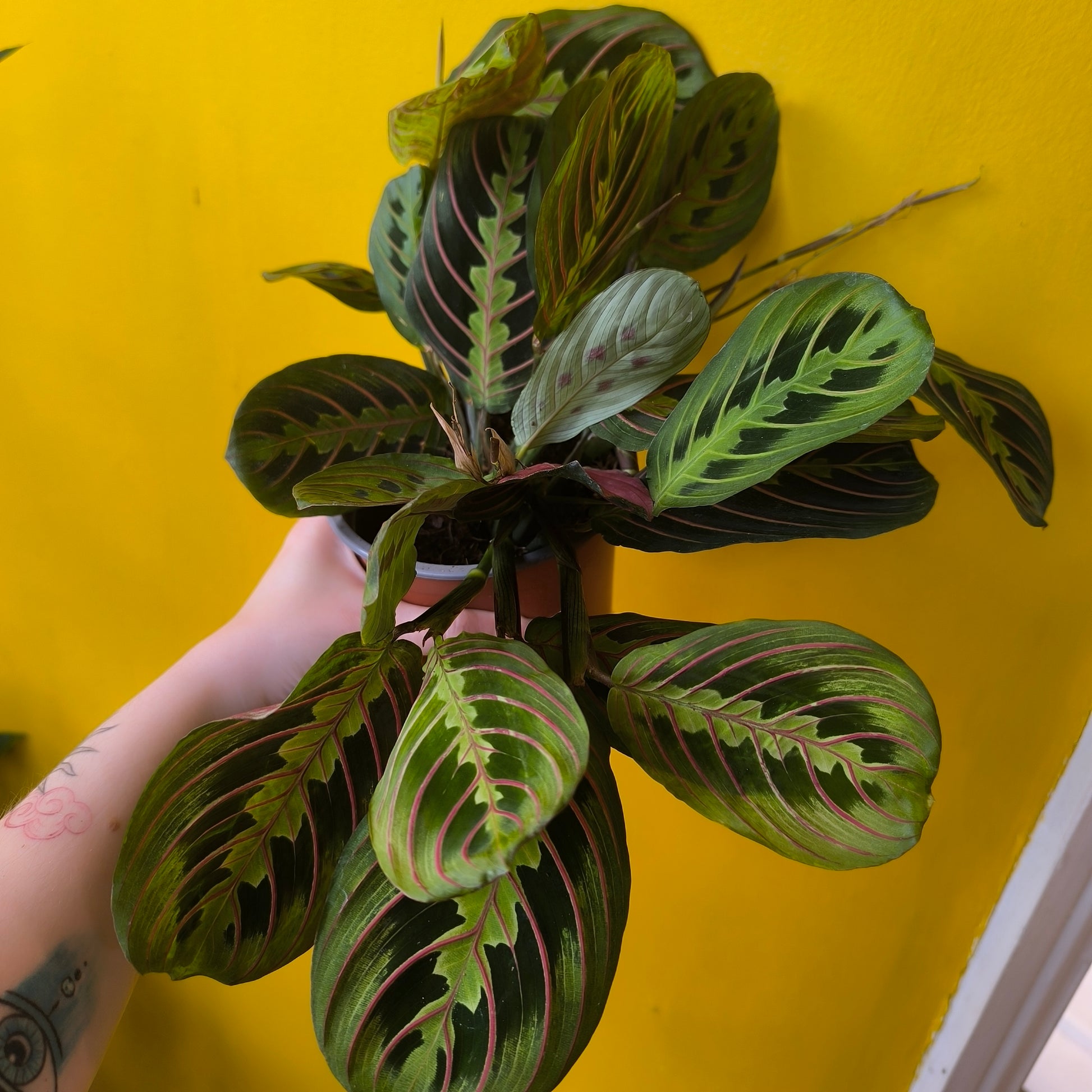 red stripe prayer plant Prayer Plant 'Red Stripe'