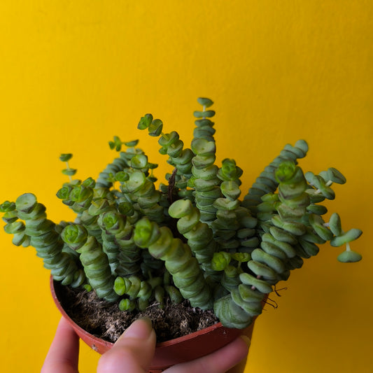 Crassula Jade Necklace - Medium