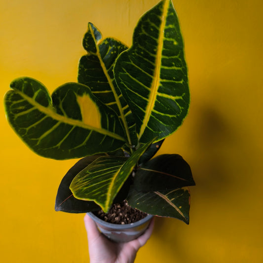 Croton 'Petra' - Medium