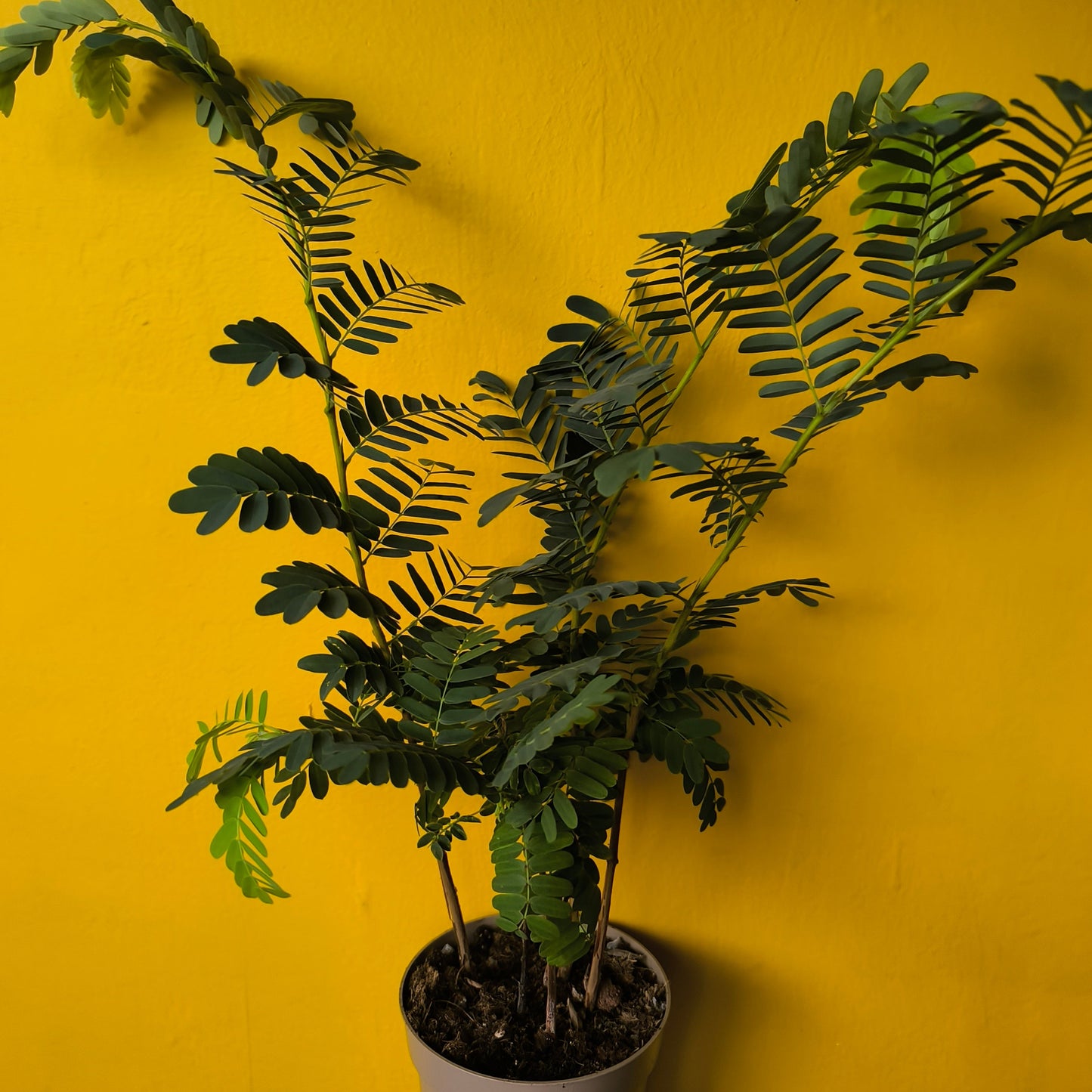 Tamarind Tree - Medium