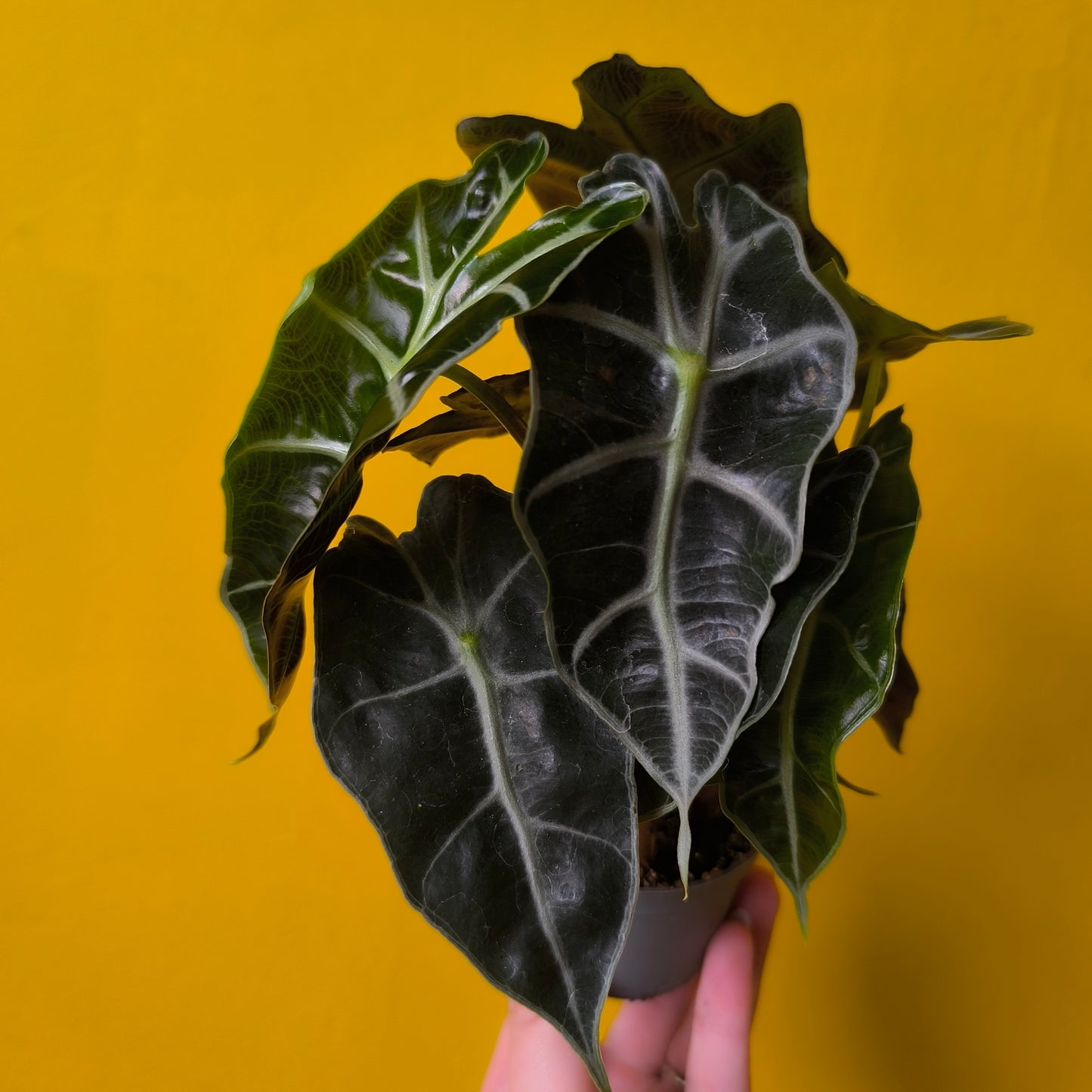 Alocasia Babies Mix - Mini