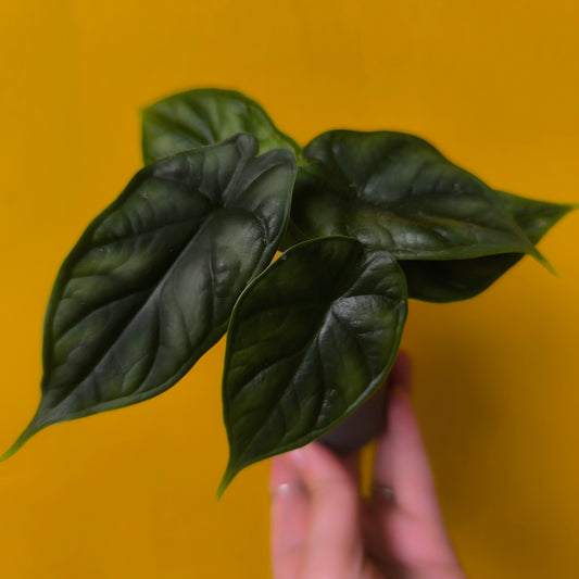 Alocasia Babies Mix - Mini