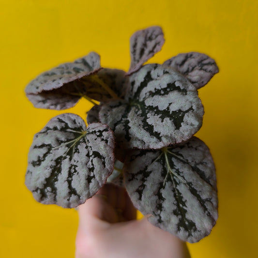 Begonia Rex - Mini Mix