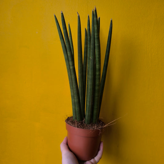 Snake Plant `Cylindrica` - Medium