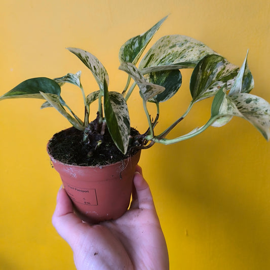 Pothos Marble Queen - Medium