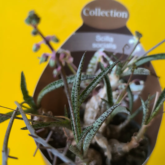 Silver Squill Succulent - Small