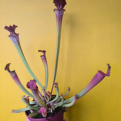 Carnivorous Pitcher Plant `Farnhamii`- Medium