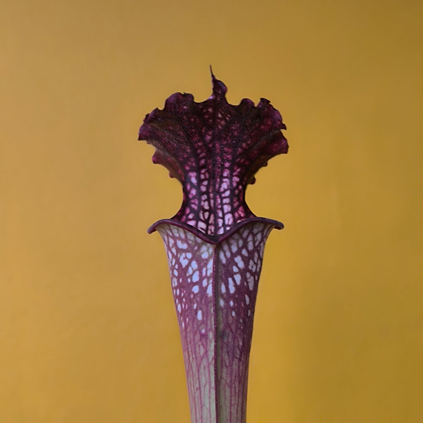Carnivorous Pitcher Plant `Farnhamii`- Medium