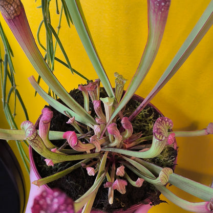 Carnivorous Pitcher Plant `Farnhamii`- Medium