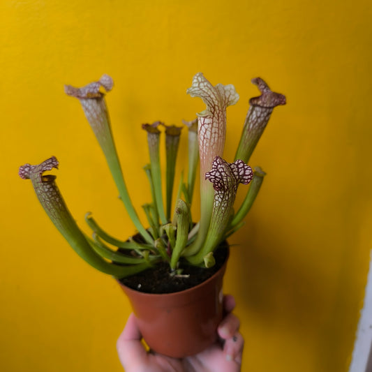 Carnivorous Pitcher Plant Mix - Small