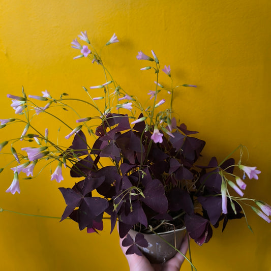 Oxalis `Mijke`- Medium