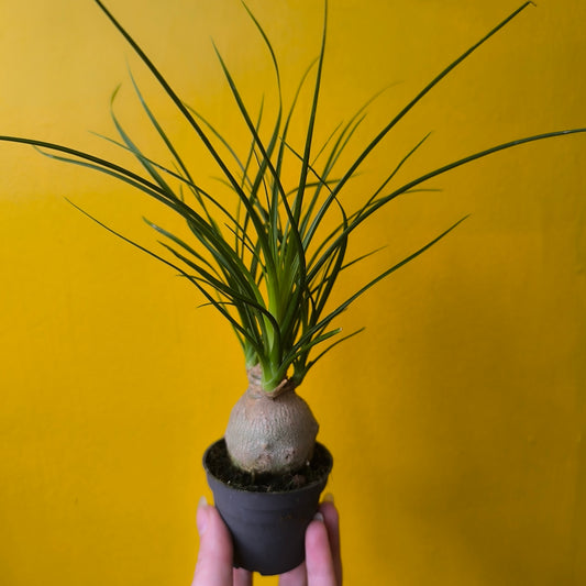 Elephant Foot/Ponytail Palm - Small