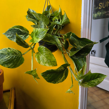 Pothos Marble Queen - Large