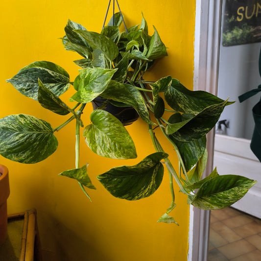 Pothos Marble Queen - Large