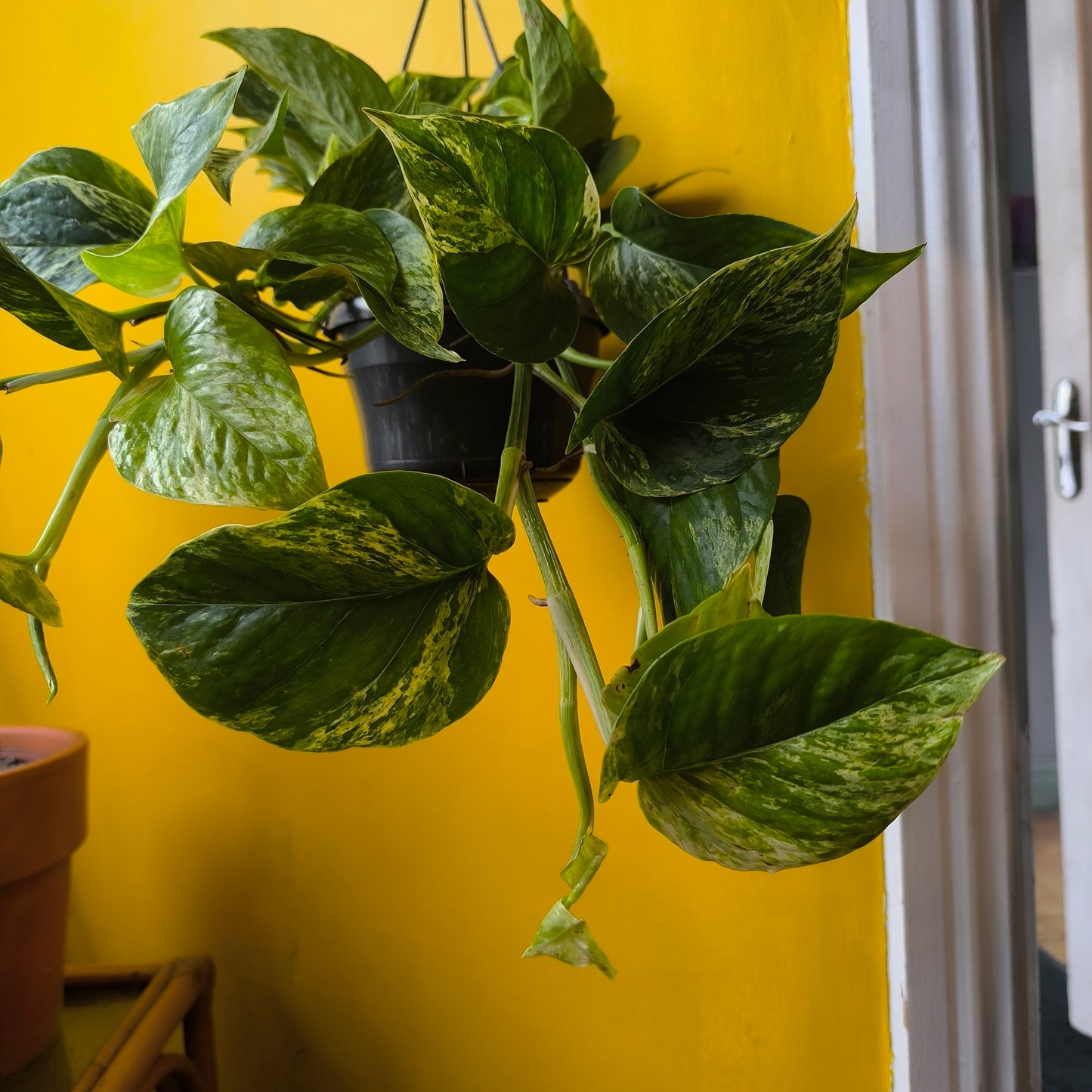 Pothos Marble Queen - Large