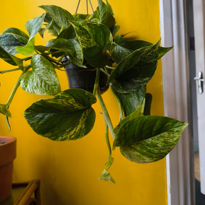 Pothos Marble Queen - Large