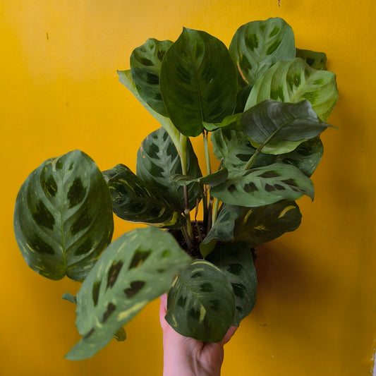 Prayer Plant Variegated - Mediun