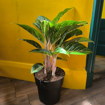 Aglaonema Chinese Evergreen `Coco Green` - Large