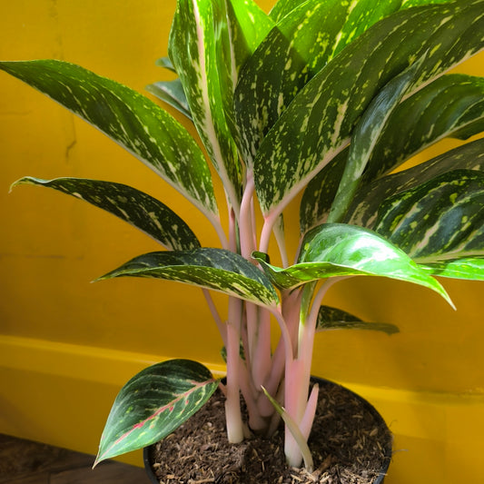Aglaonema Chinese Evergreen `Coco Green` - Large