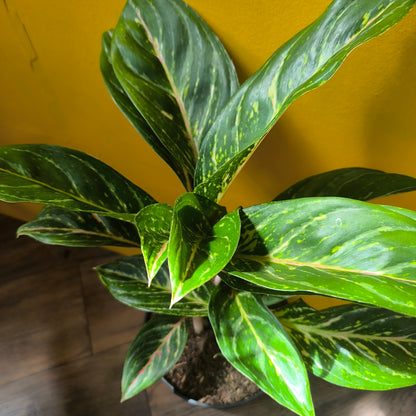 Aglaonema Chinese Evergreen `Coco Green` - Large