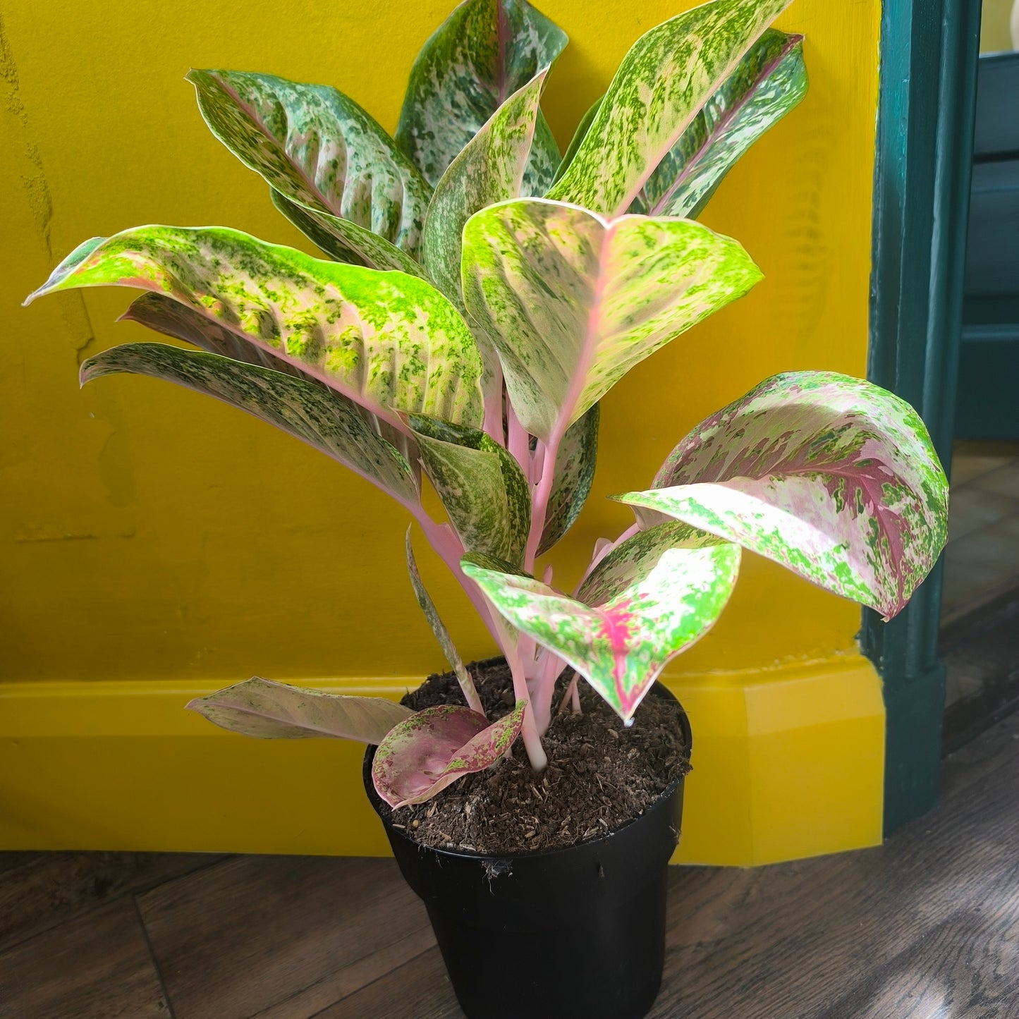 Aglaonema Chinese Evergreen 'Painted Celebration' - Large