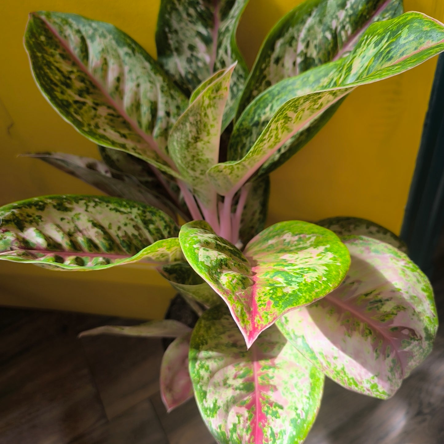 Aglaonema Chinese Evergreen 'Painted Celebration' - Large