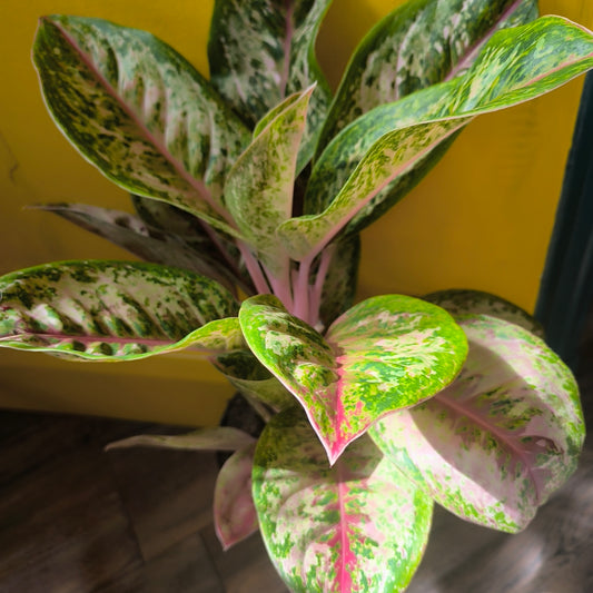 Aglaonema Chinese Evergreen 'Painted Celebration' - Large