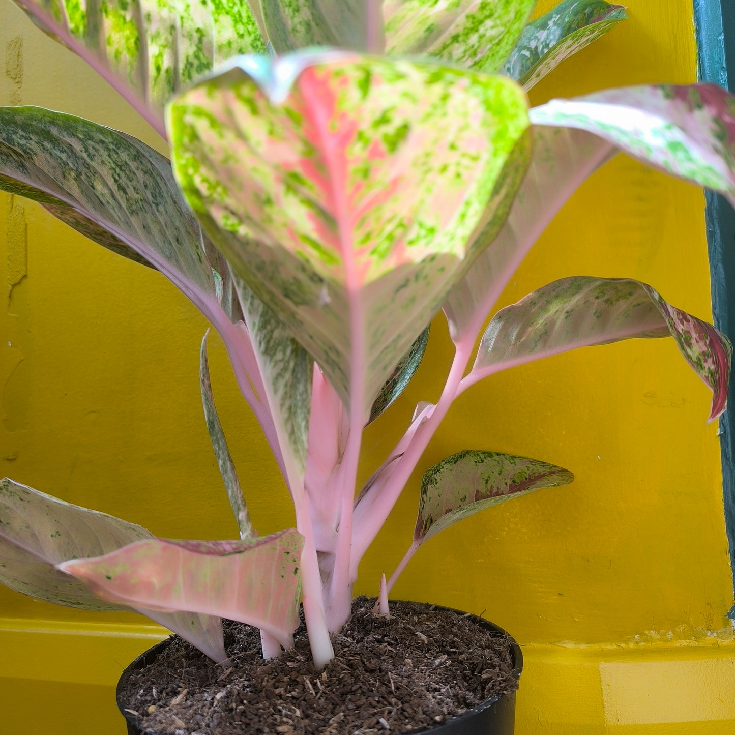 Aglaonema Chinese Evergreen 'Painted Celebration' - Large