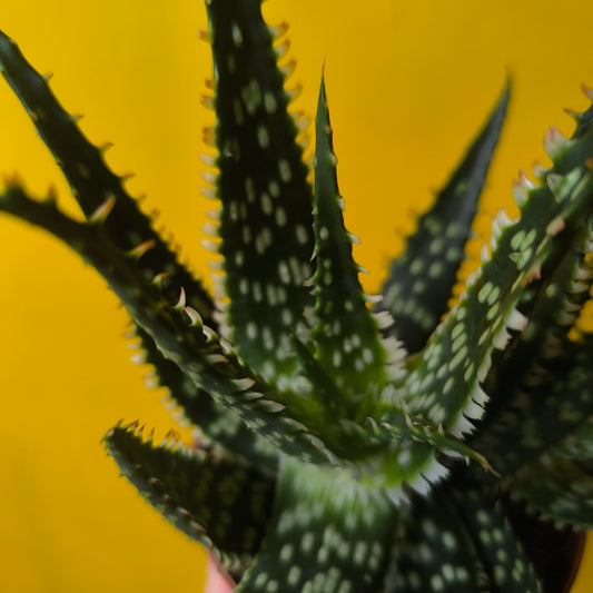 Aloe Unusual Hybrid - Medium
