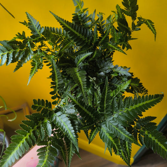 Fern 'Holly' Variegated - Medium