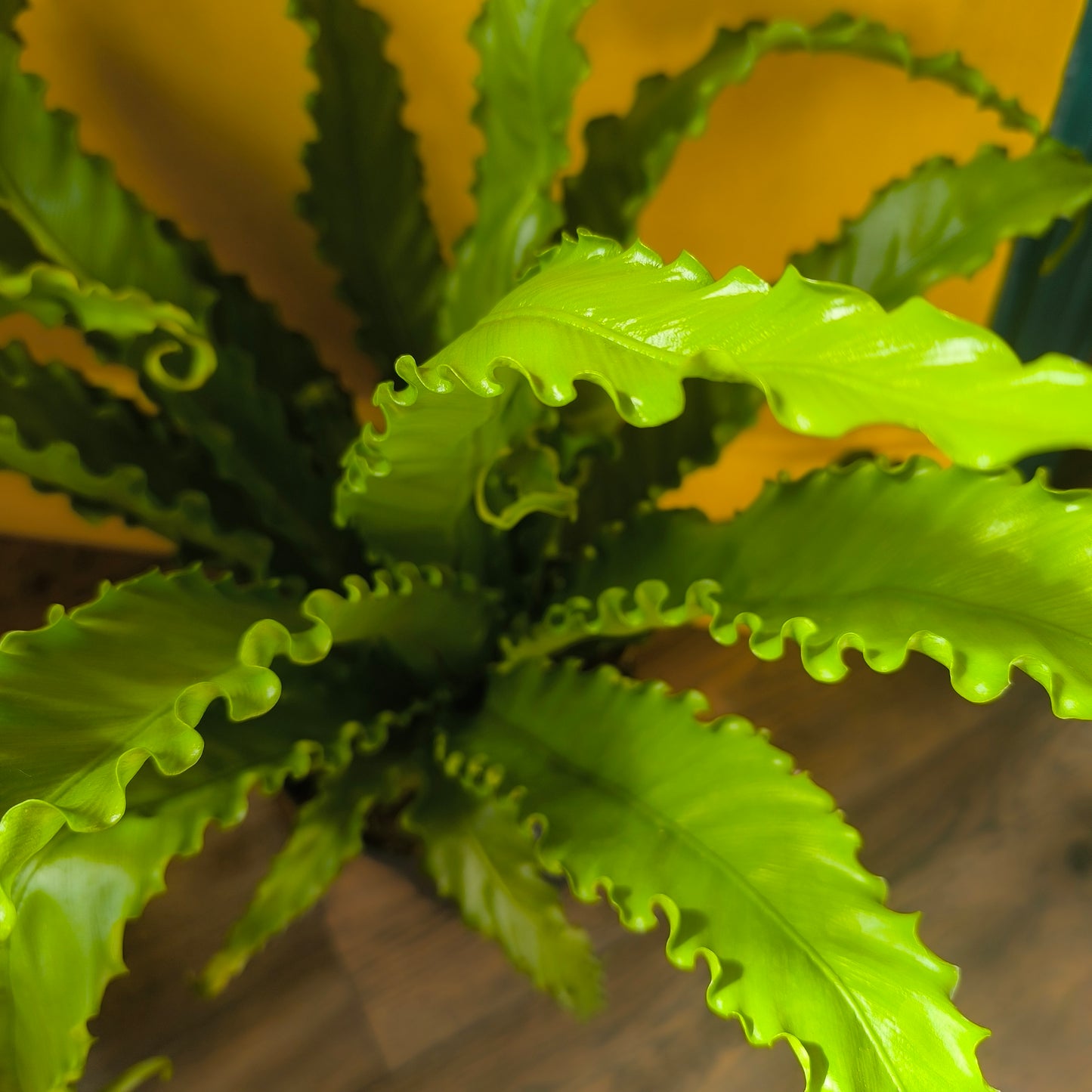 Fern Birds Nest `Osaka` - Large