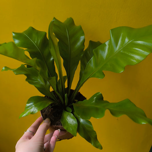 Fern Birds Nest `Nidus`- Small