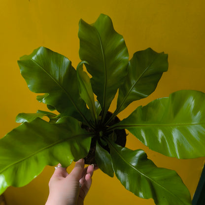 Fern Birds Nest `Nidus`- Small