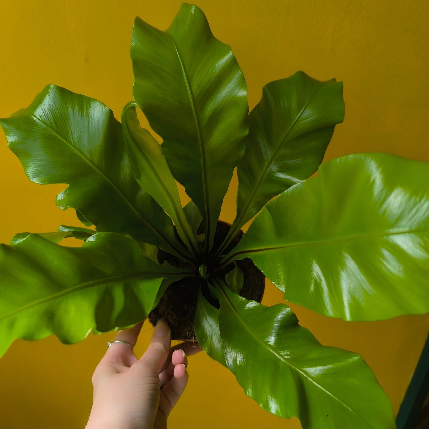 Fern Birds Nest `Nidus`- Small