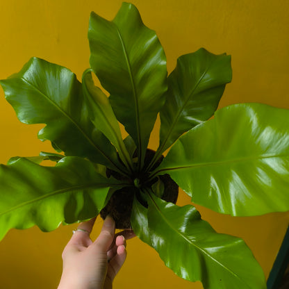 Fern Birds Nest `Nidus`- Small