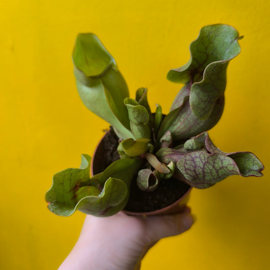 Carnivorous Pitcher Plant Mix - Small