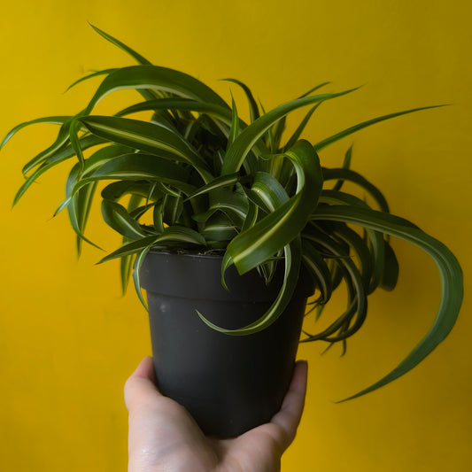 Spider Plant `Bonnie` - Medium