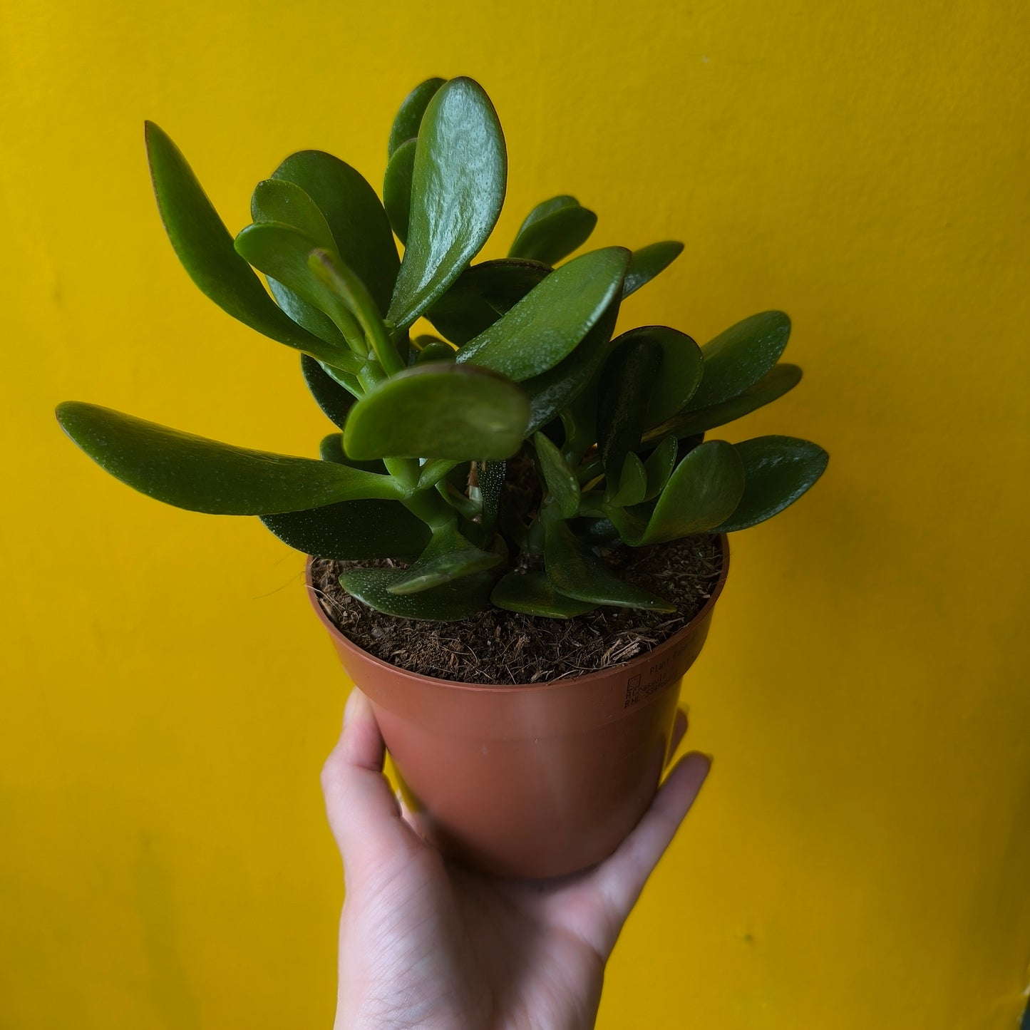 Crassula Money Mix (3) - Medium