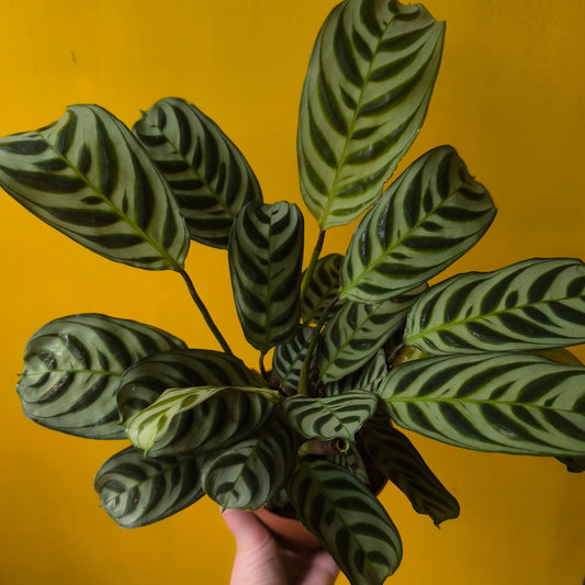 Prayer Plant Fishbone - Medium
