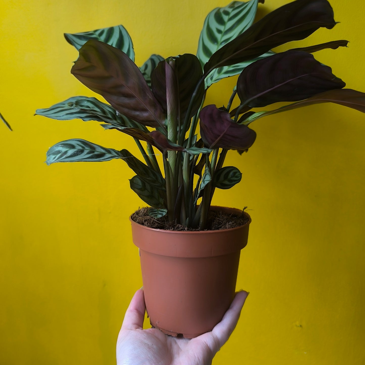 Prayer Plant Fishbone - Medium