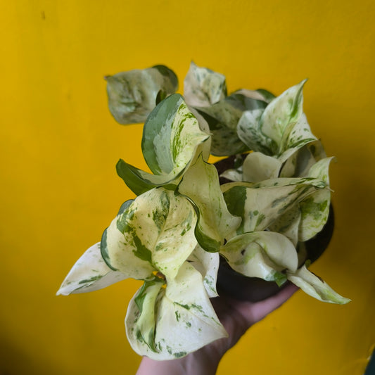 Pothos `Happy Leaf` - Medium
