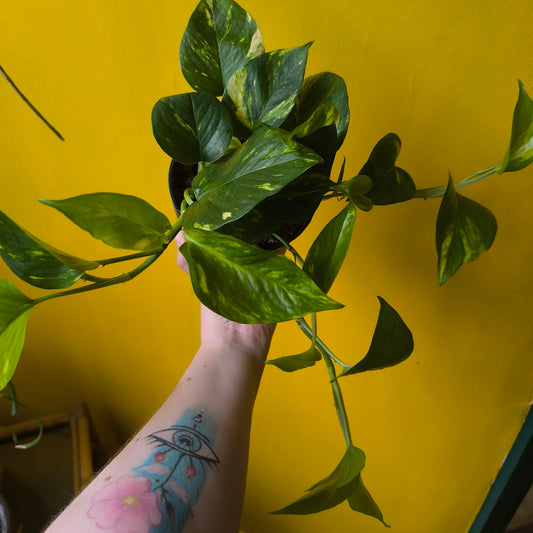 Pothos `Golden`- Medium